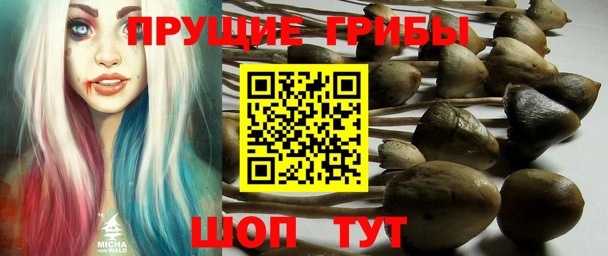 Клин  Псилоцибиновые грибы ЛСД  Галлюциногенные грибы Psilocybe  Вход с VPN 